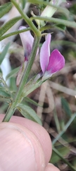 Vicia sativa