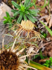 Carlina vulgaris