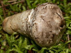Catathelasma