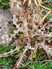 Carlina vulgaris