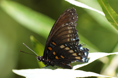 Limenitis arthemis arizonensis