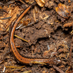 Plethodon vehiculum