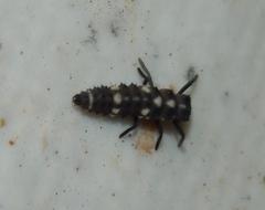 Coccinellinae