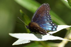 Limenitis arthemis arizonensis