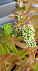 Crassula capitella