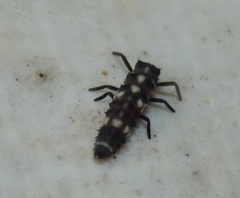 Coccinellinae