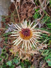 Carlina vulgaris