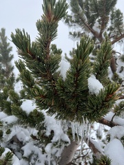 Pinus aristata
