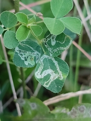 Liriomyza fricki