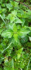 Urtica dioica