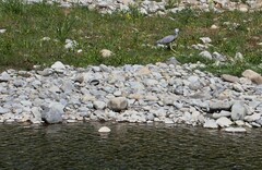 Egretta novaehollandiae novaehollandiae