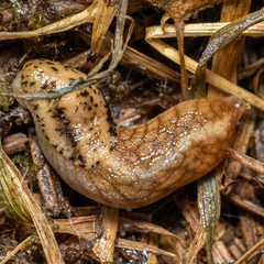 Prophysaon andersonii