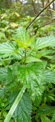 Urtica dioica