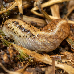 Prophysaon andersonii