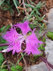 Dianthus hyssopifolius