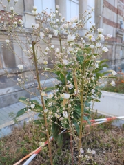 Asteraceae