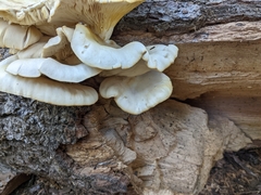 Pleurotus ostreatus