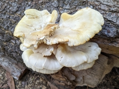 Pleurotus ostreatus