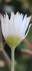 Asteraceae
