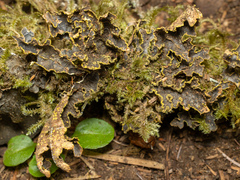 Pseudocyphellaria hawaiiensis