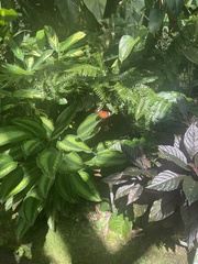 Cethosia penthesilea