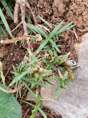 Dianthus hyssopifolius