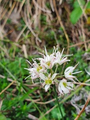 Allium ericetorum