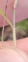 Eragrostis