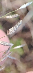 Eragrostis
