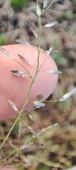 Eragrostis