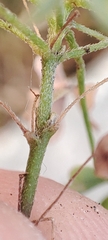 Oxalis dillenii