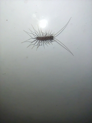 Thereuonema tuberculata