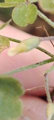 Oxalis dillenii
