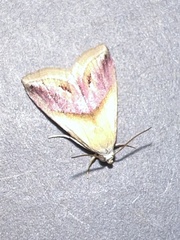 Eublemma parva