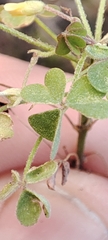 Oxalis dillenii