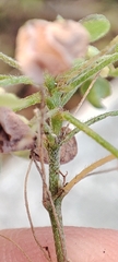 Oxalis dillenii