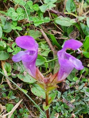 Prunella grandiflora
