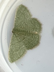 Phaiogramma faustinata