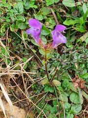Prunella grandiflora