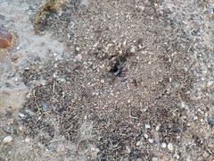 Pheidole xerophila