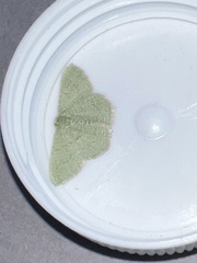 Phaiogramma faustinata