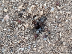 Pheidole xerophila
