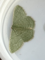 Phaiogramma faustinata