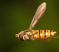 Episyrphus