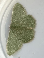 Phaiogramma faustinata