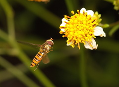 Episyrphus