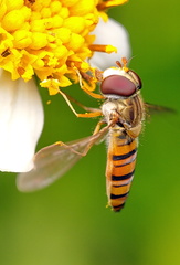 Episyrphus