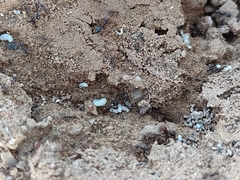 Solenopsis xyloni
