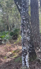 Cryptothecia striata