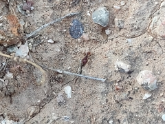 Tetramorium hispidum